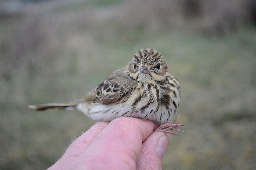 Tree Pipit, Sundre 20130509